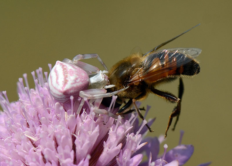 Thomisus onustus in predazione - G. Sasso (AQ)